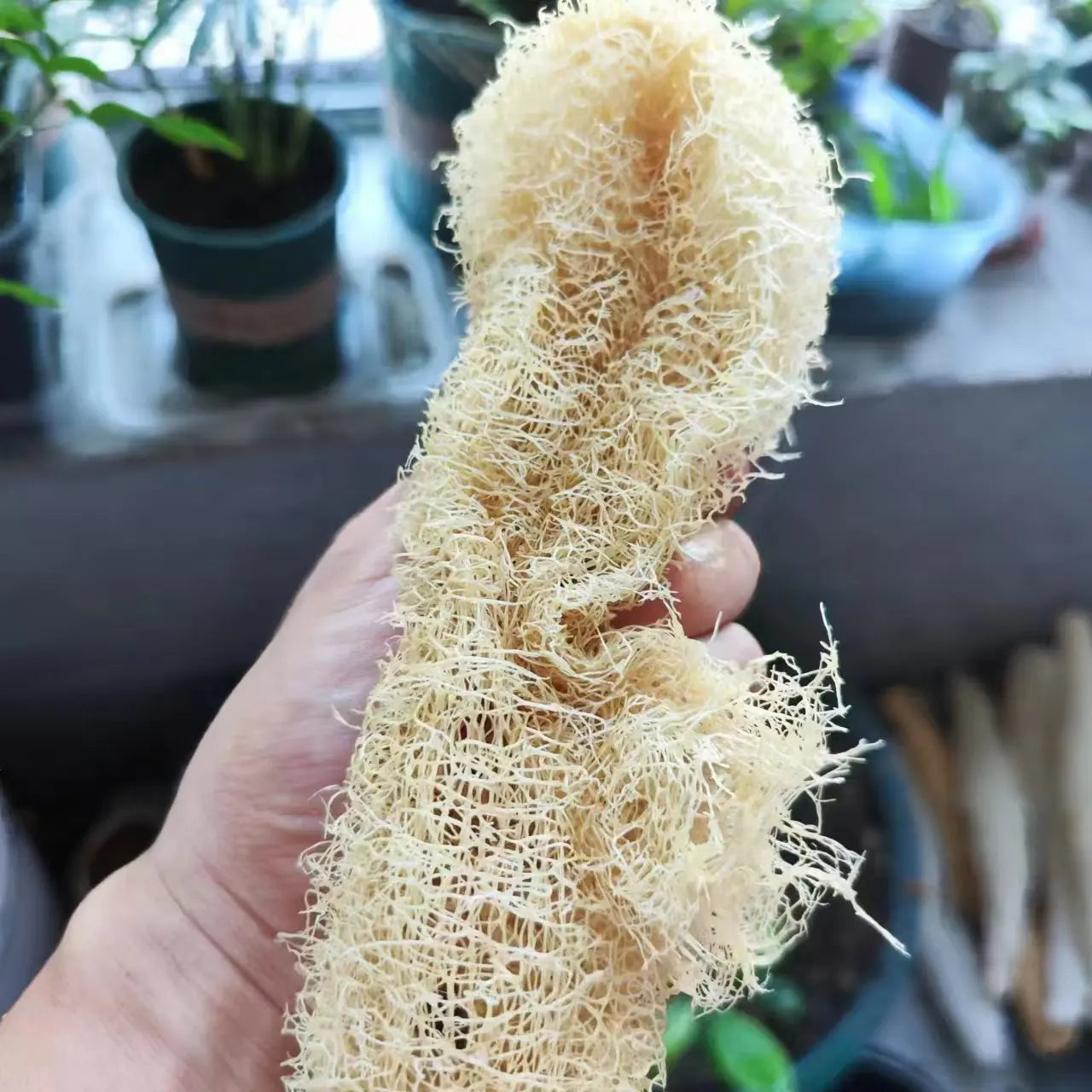 Éponge de Luffa Naturelle Multi-Usages – Corps, Cuisine & Salle de Bain